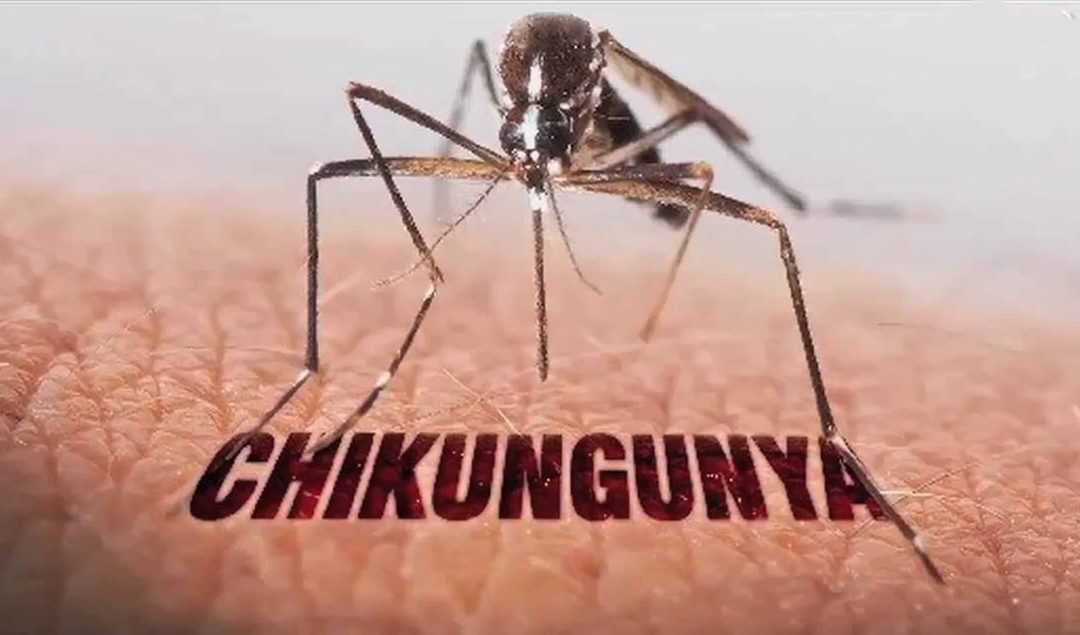 Chikungunya pode causar comprometimento cognitivo em idosos e ser fator de risco para demência