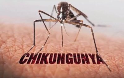 Chikungunya pode causar comprometimento cognitivo em idosos e ser fator de risco para demência