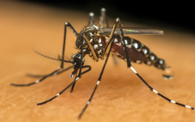Casos de dengue crescem em 2022: por que esse surto está acontecendo?