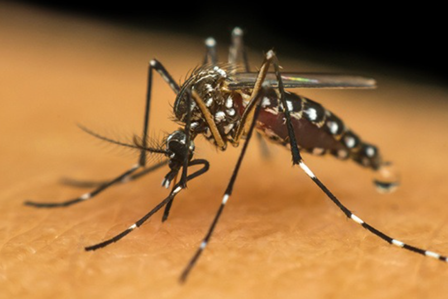 Casos de dengue crescem em 2022: por que esse surto está acontecendo?